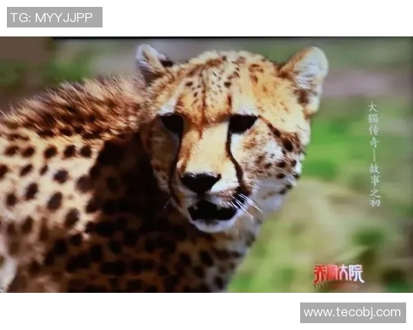 足球明星小猎豹的传奇故事与精彩小说推荐合集